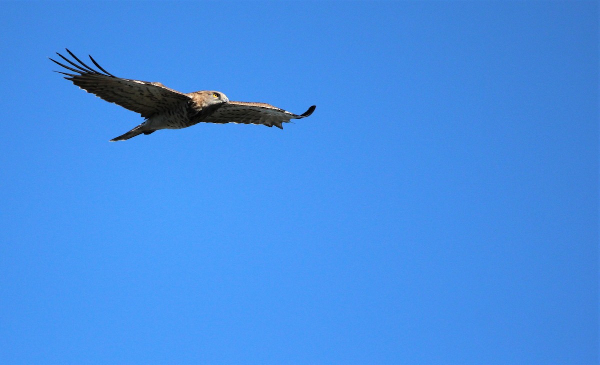 Short-toed Snake-Eagle - ML610131822