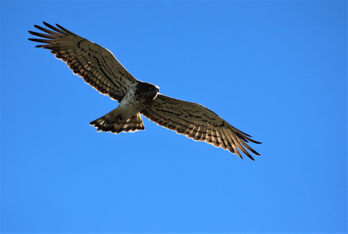 Short-toed Snake-Eagle - ML610131855