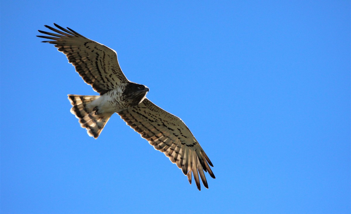 Short-toed Snake-Eagle - ML610131856