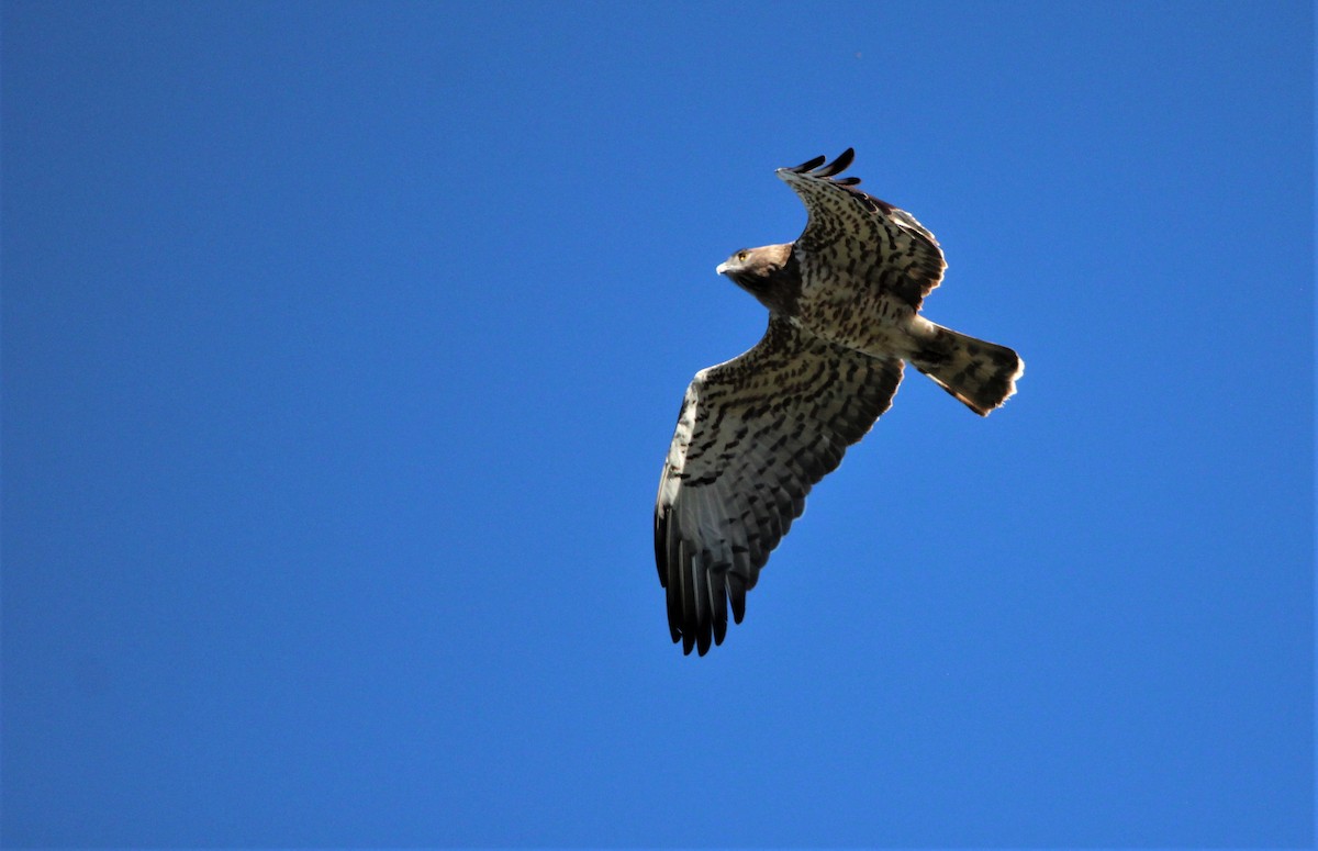 Short-toed Snake-Eagle - ML610131857