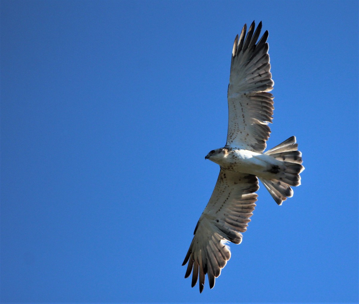 Short-toed Snake-Eagle - ML610131858