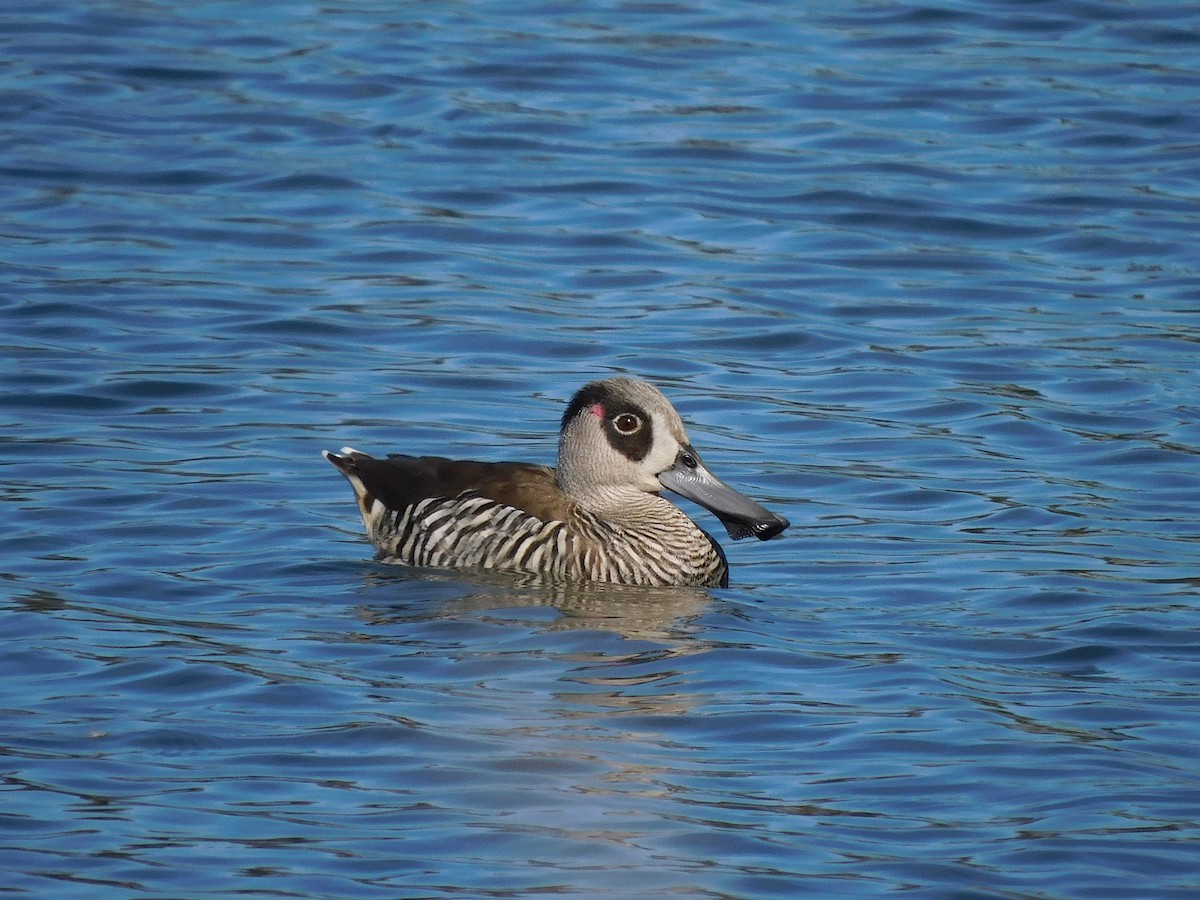 Pato Pachón - ML610131883