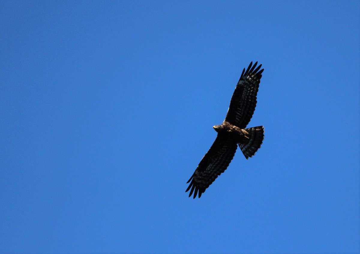 European Honey-buzzard - ML610131885