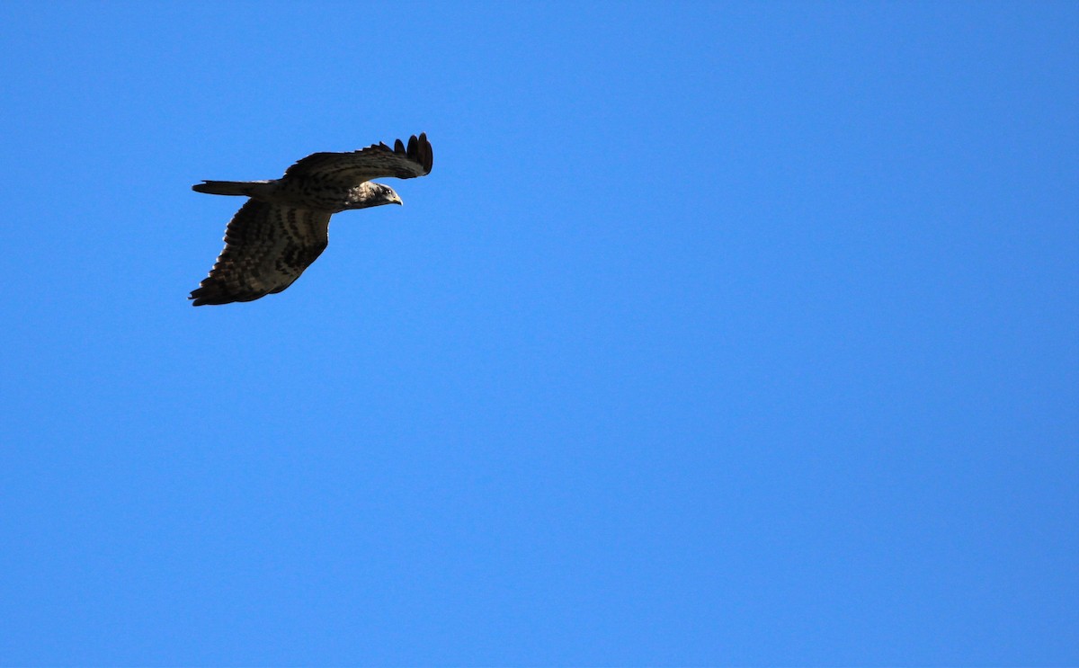 European Honey-buzzard - ML610131894