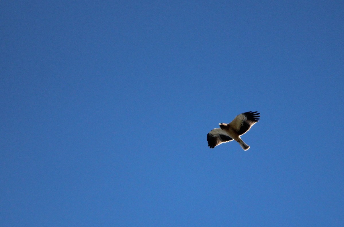 Booted Eagle - ML610131896