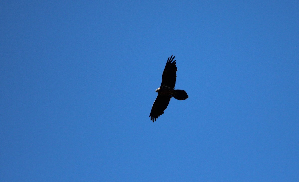 Bearded Vulture - ML610131899