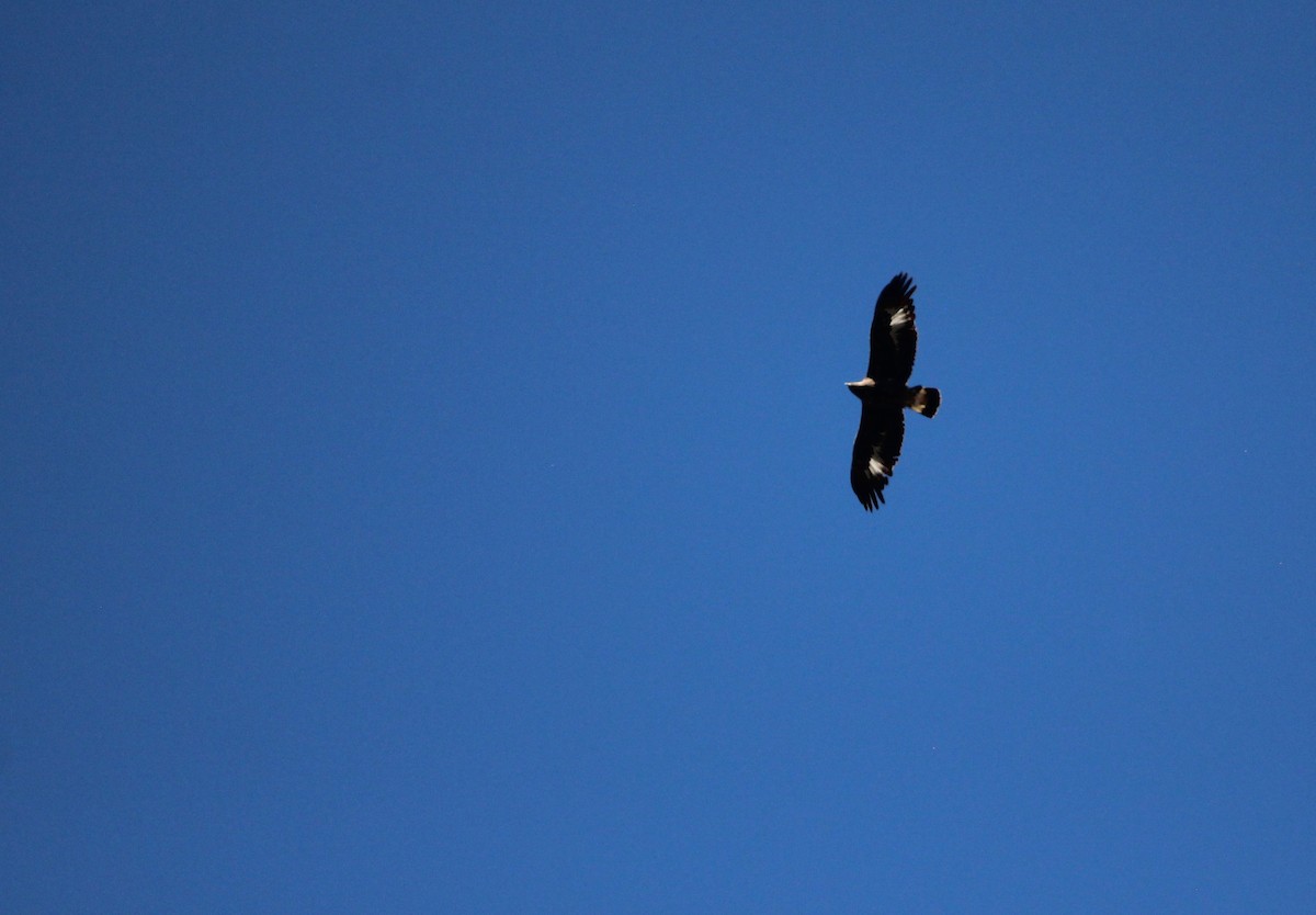 Golden Eagle - ML610131901