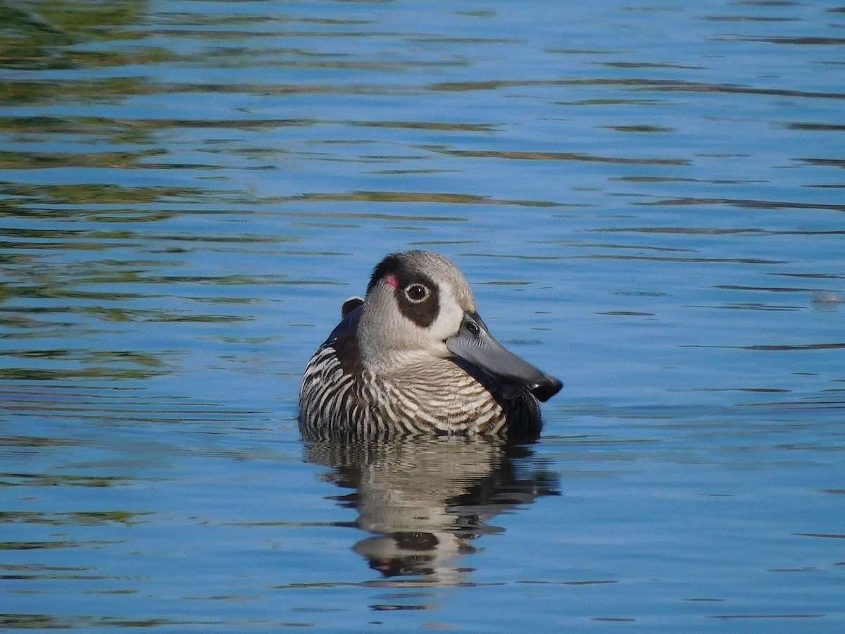 Pato Pachón - ML610131902