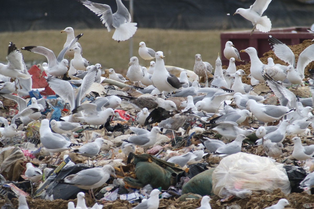 Great Black-backed Gull - ML610131913