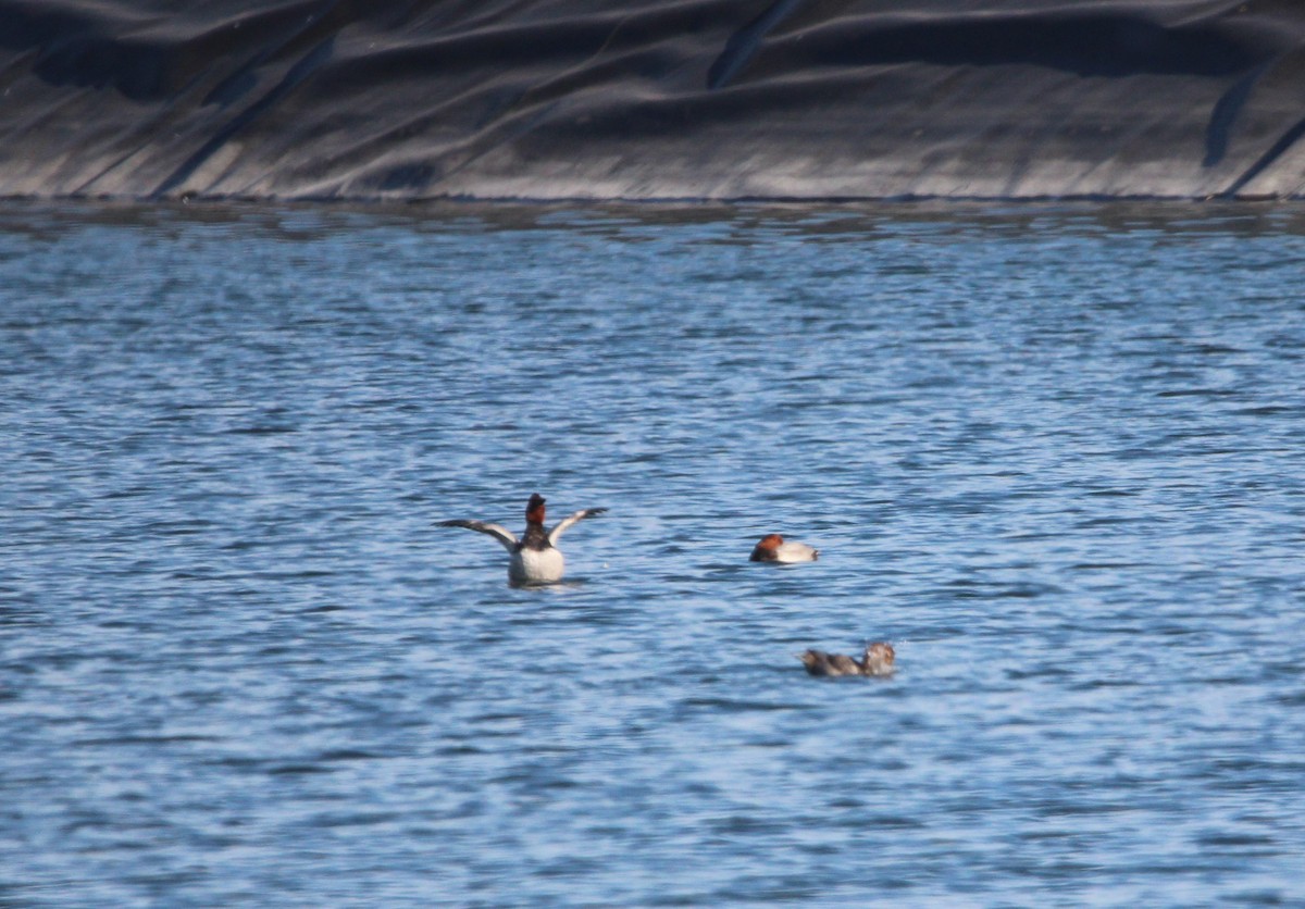 Common Pochard - ML610131928