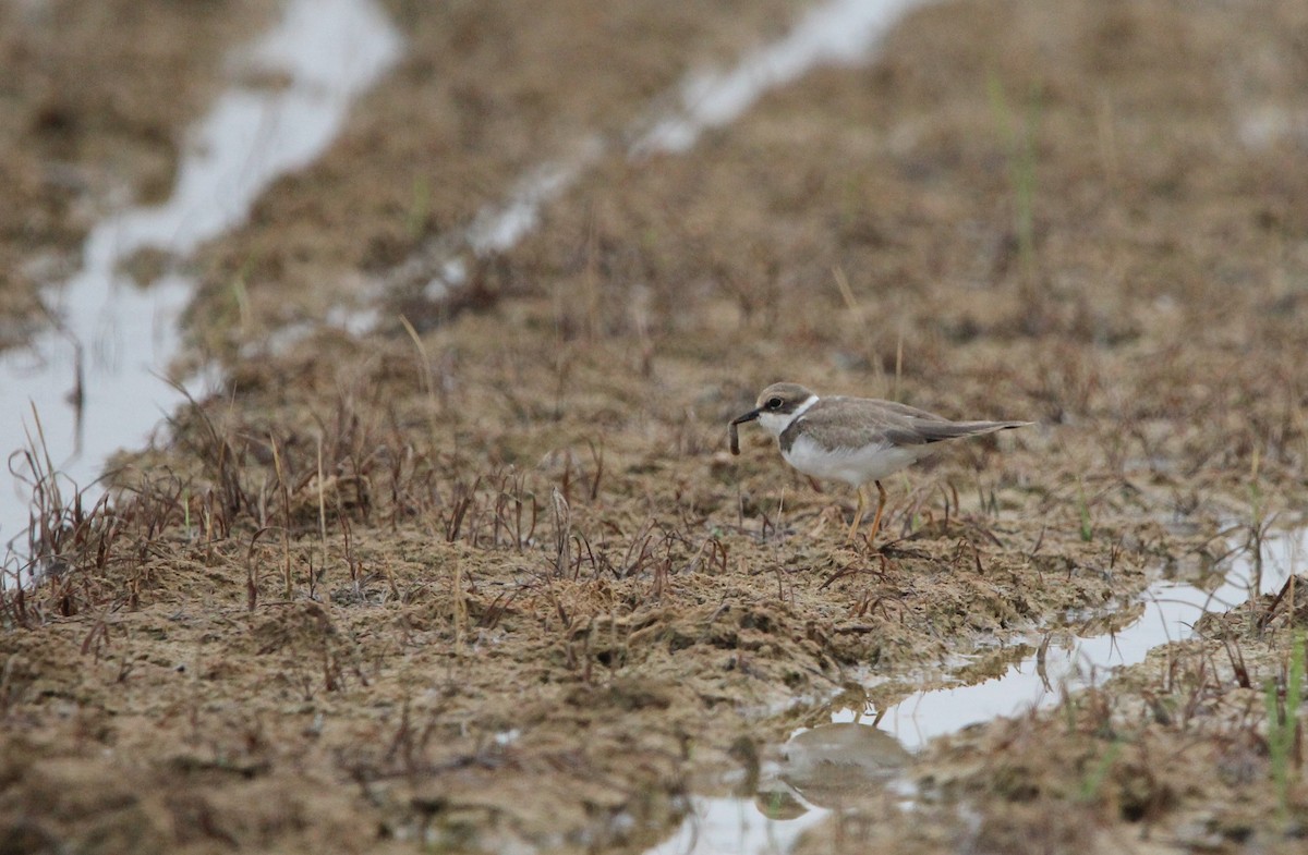 Little Ringed Plover - ML610131952