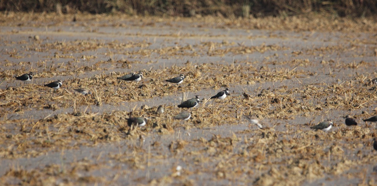 Northern Lapwing - ML610131959