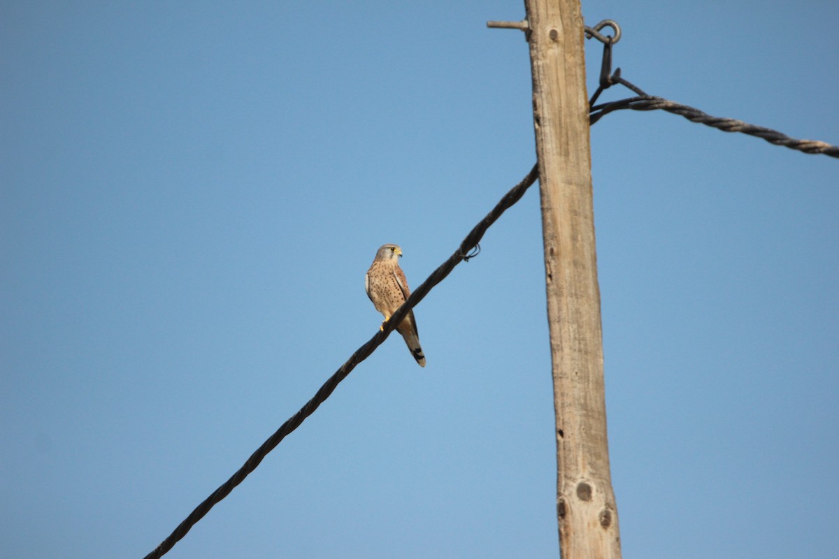 Eurasian Kestrel - ML610131983