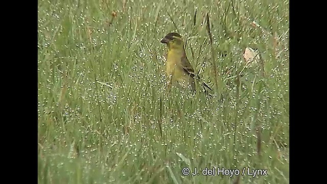 Бородатый чиж - ML610131994