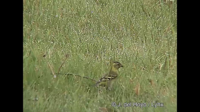 Black-chinned Siskin - ML610131995