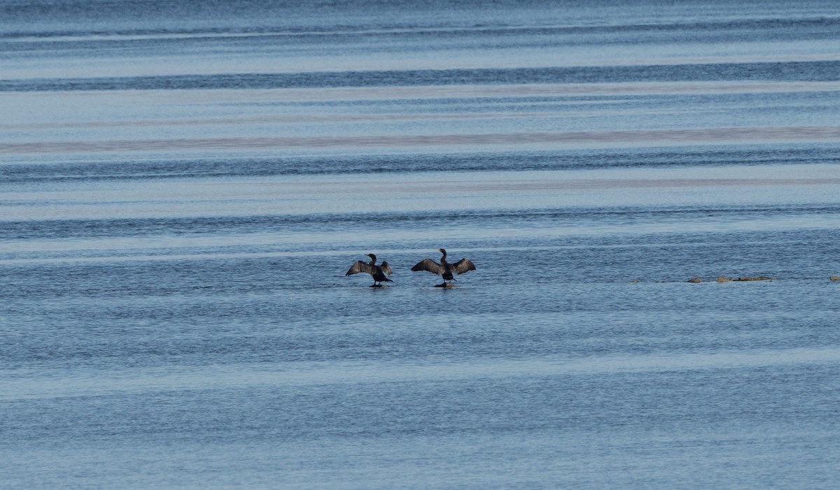 Cormoran à aigrettes - ML610132001