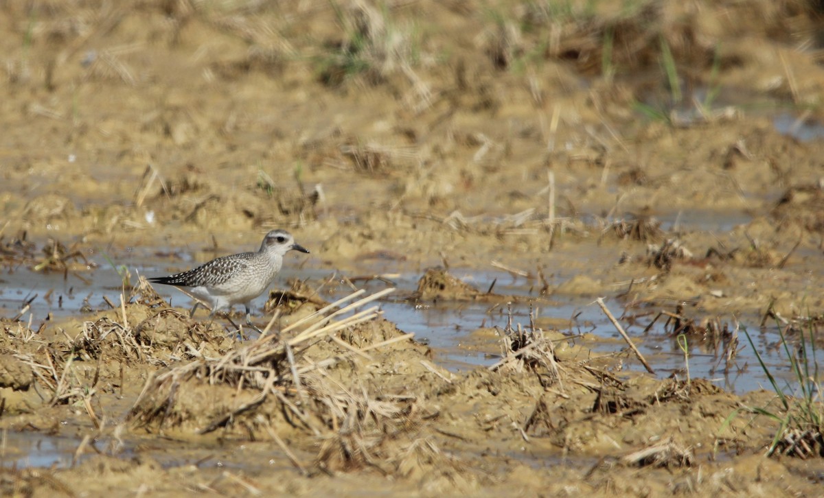 Black-bellied Plover - ML610132012