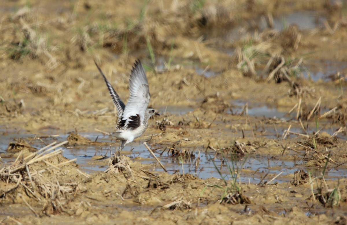 Black-bellied Plover - ML610132015