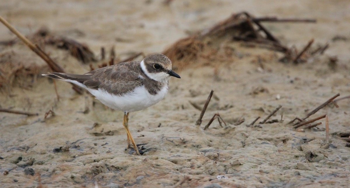 Little Ringed Plover - ML610132038