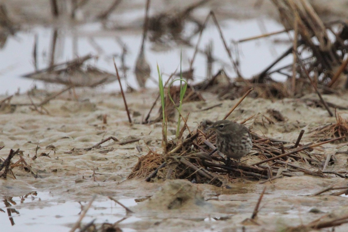 Water Pipit - ML610132040