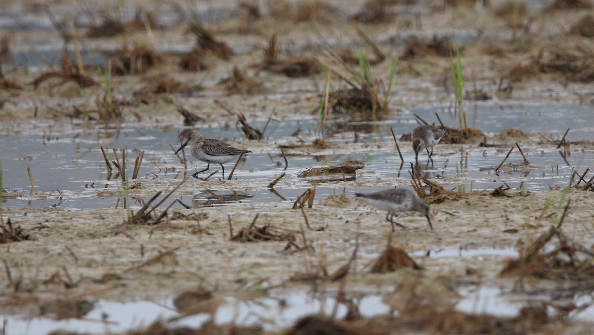 Dunlin - ML610132055