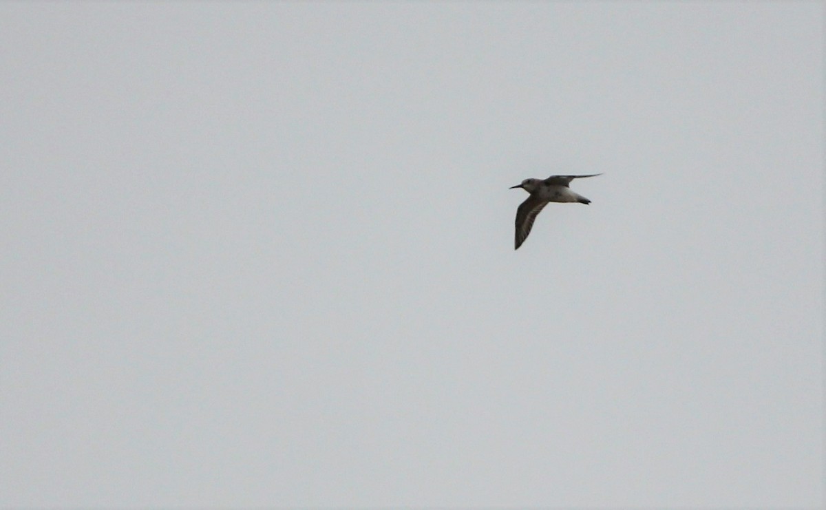 Dunlin - Quim Minoves