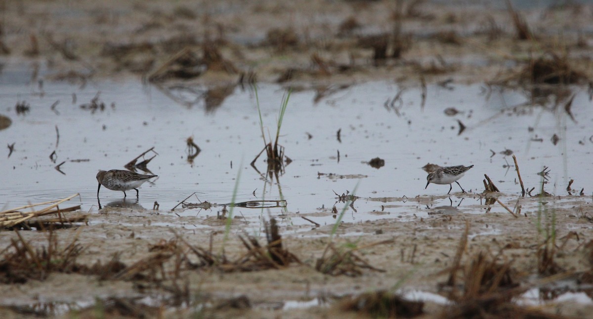 Little Stint - ML610132064