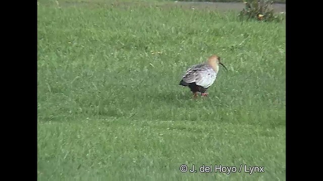 ibis laločnatý - ML610132072