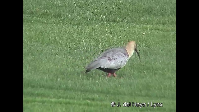 Black-faced Ibis - ML610132073