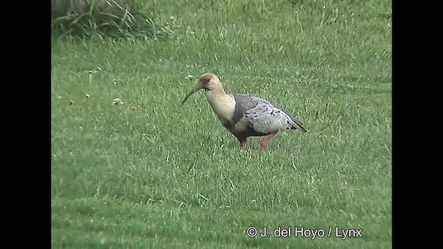 Ібіс сірокрилий - ML610132074