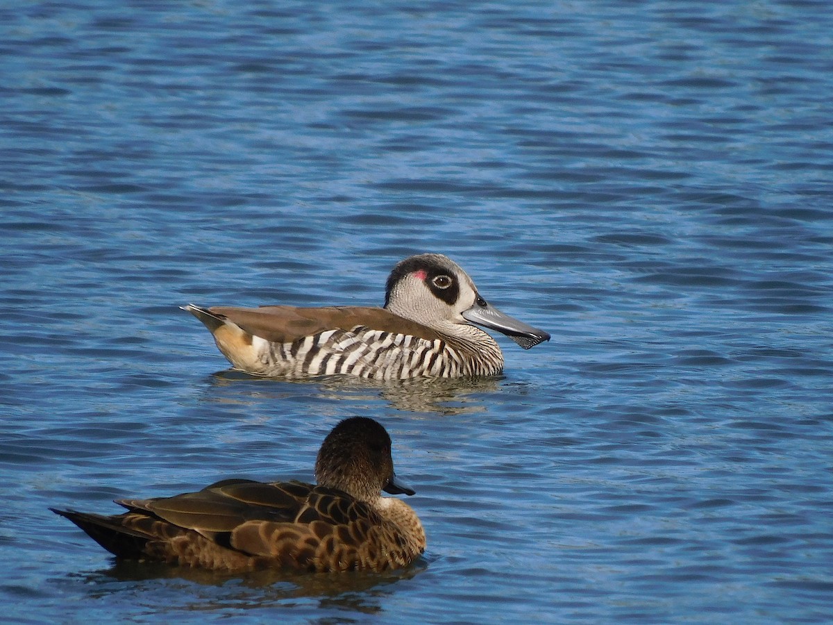 Pato Pachón - ML610132076