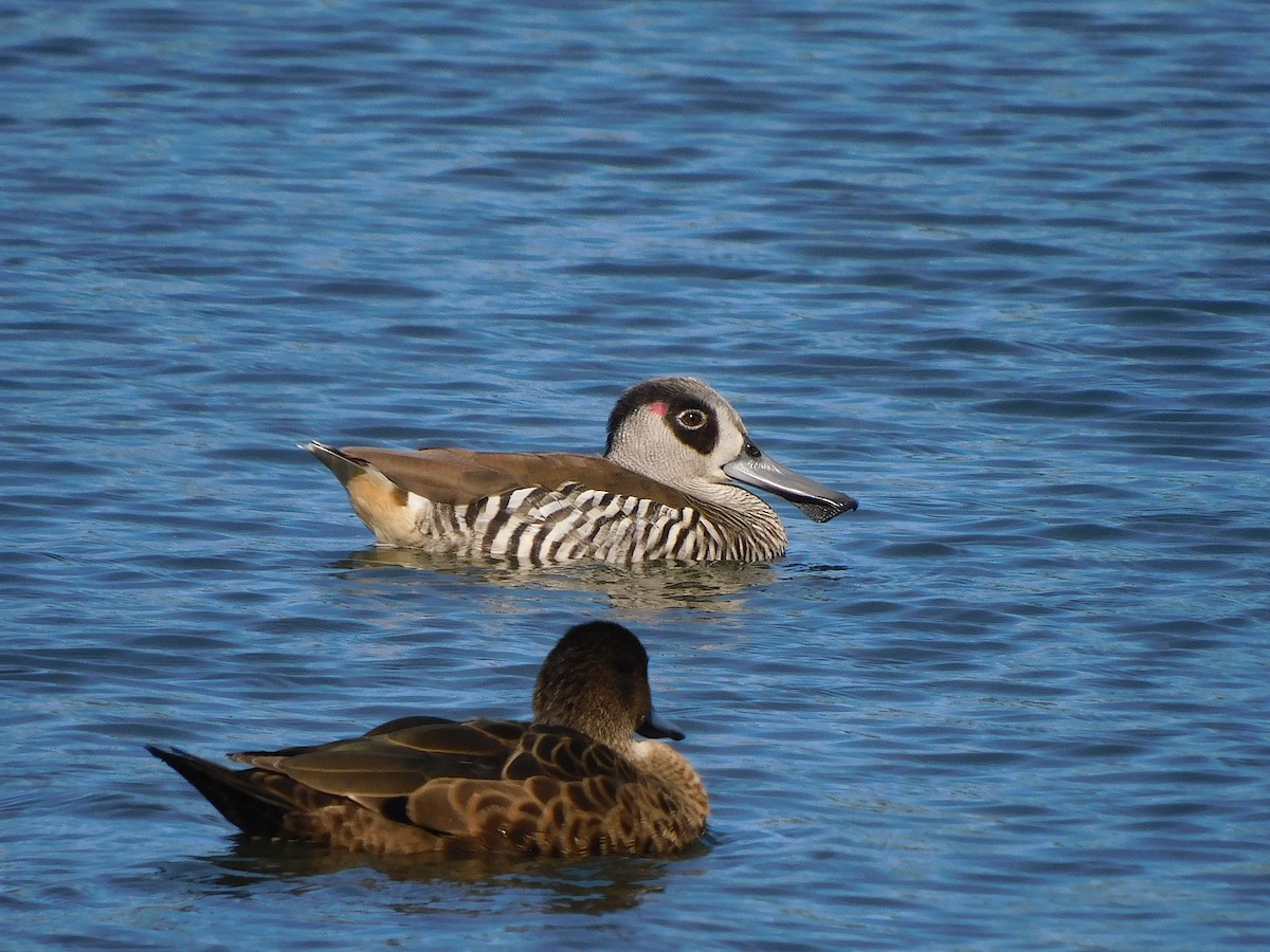 Pato Pachón - ML610132083