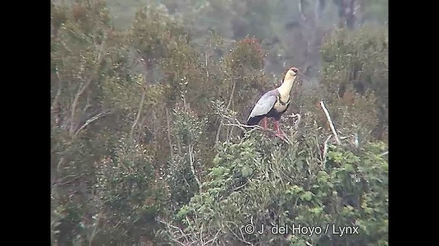 Black-faced Ibis - ML610132089