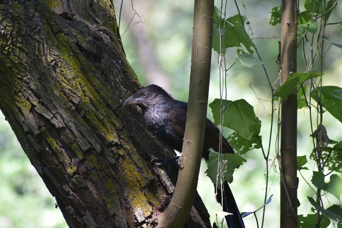 Greater Coucal - Akash Mojumdar