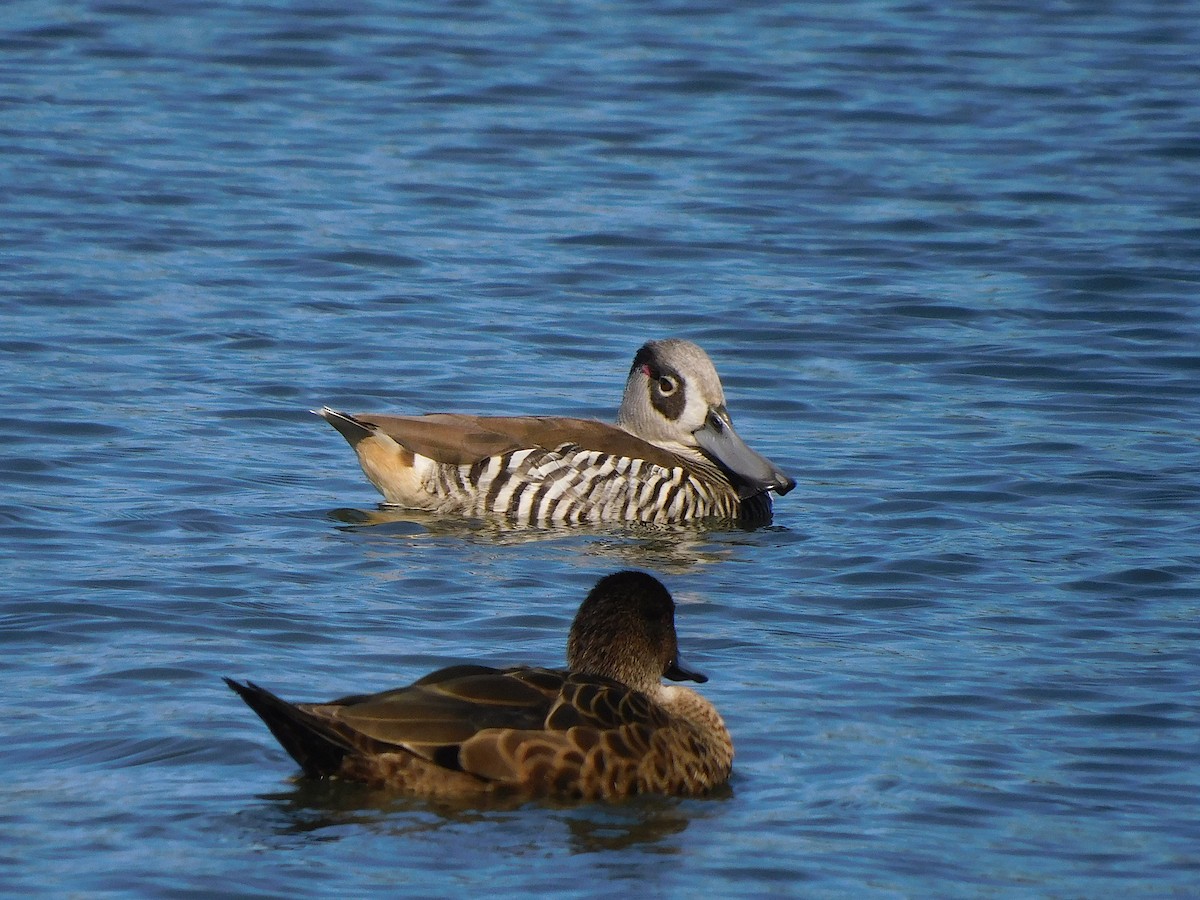 Pato Pachón - ML610132104