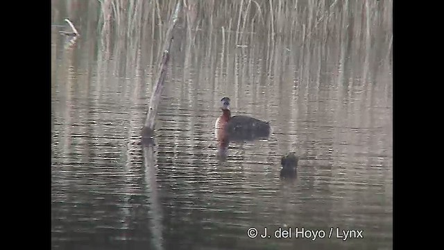 Great Grebe - ML610132109