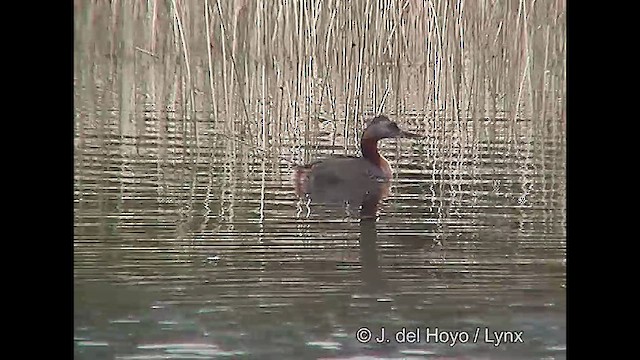 Магелланова поганка - ML610132110