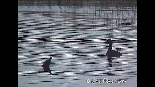 Great Grebe - ML610132111