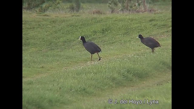 Foulque à jarretières - ML610132135