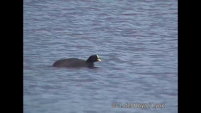 Foulque à jarretières - ML610132136