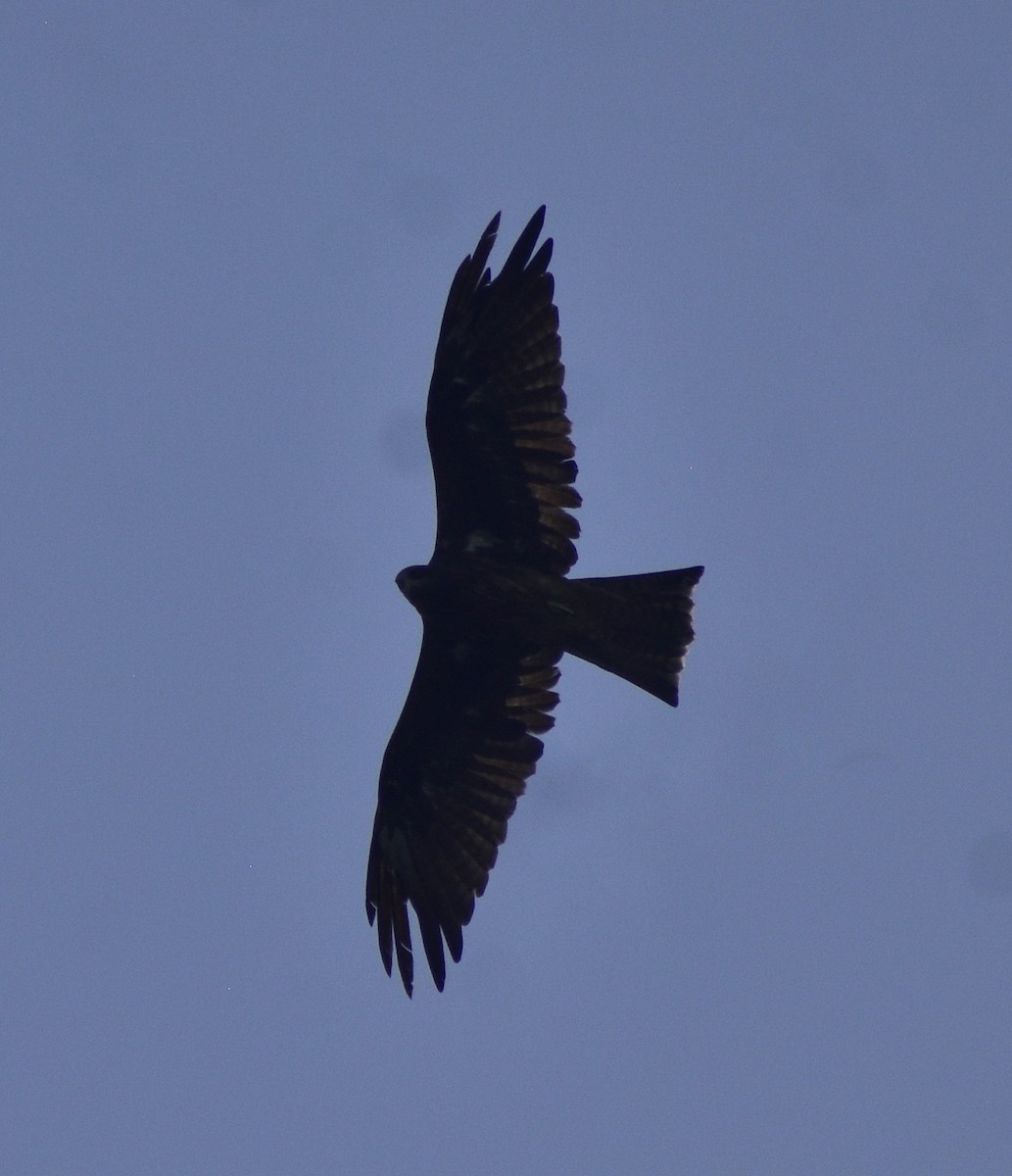 Black Kite - Akash Mojumdar