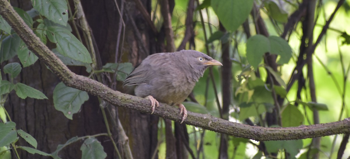 Jungle Babbler - ML610132200