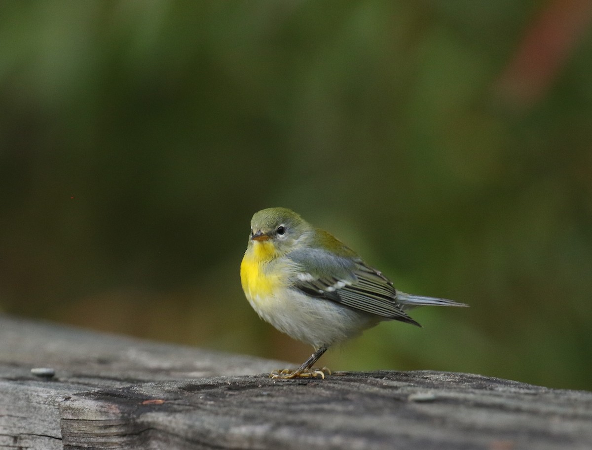 Northern Parula - ML610132201