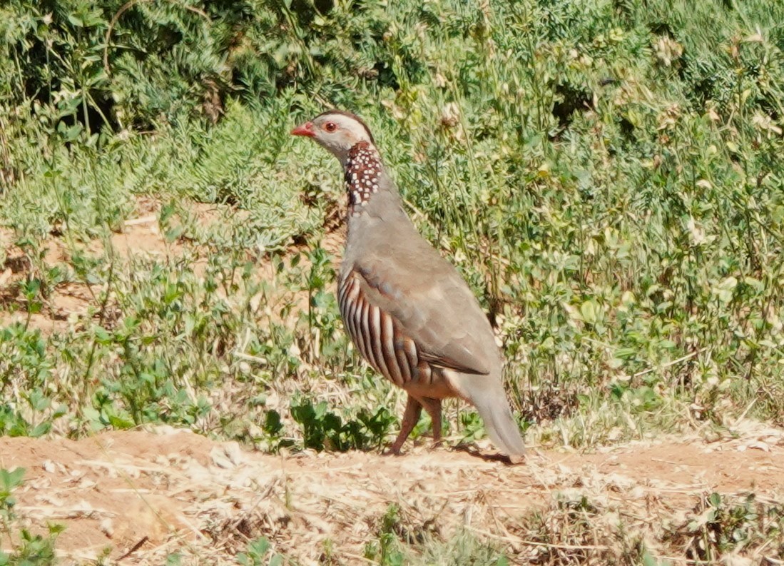 Barbary Partridge - ML610132327