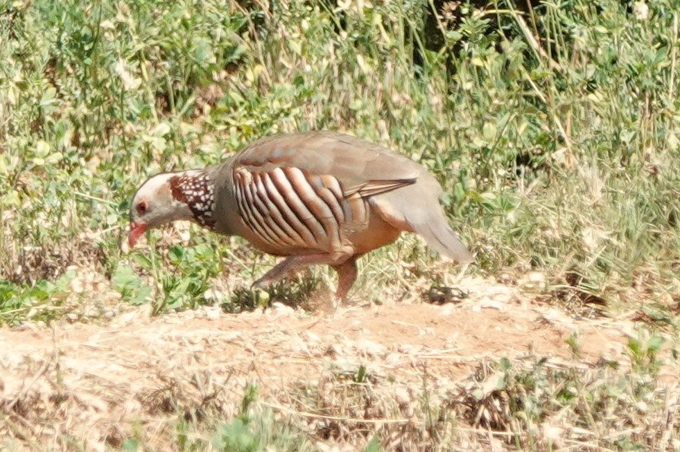 Barbary Partridge - ML610132328