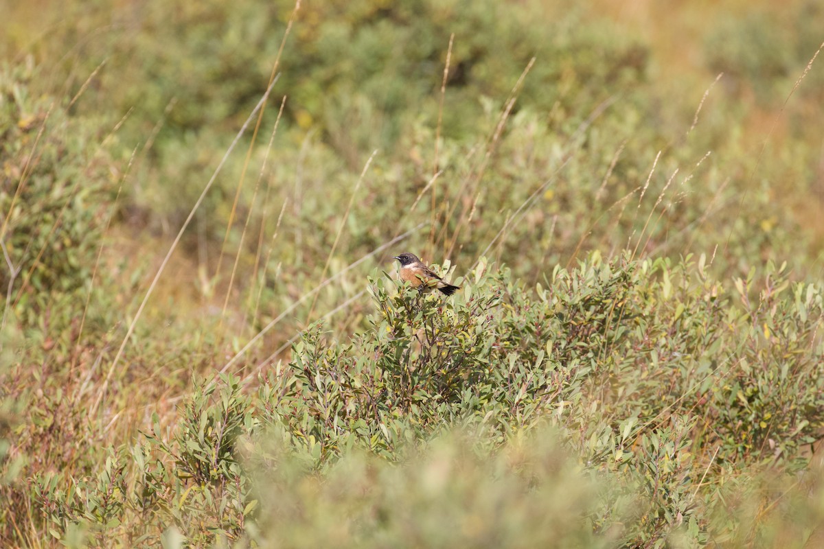 European Stonechat - ML610132385