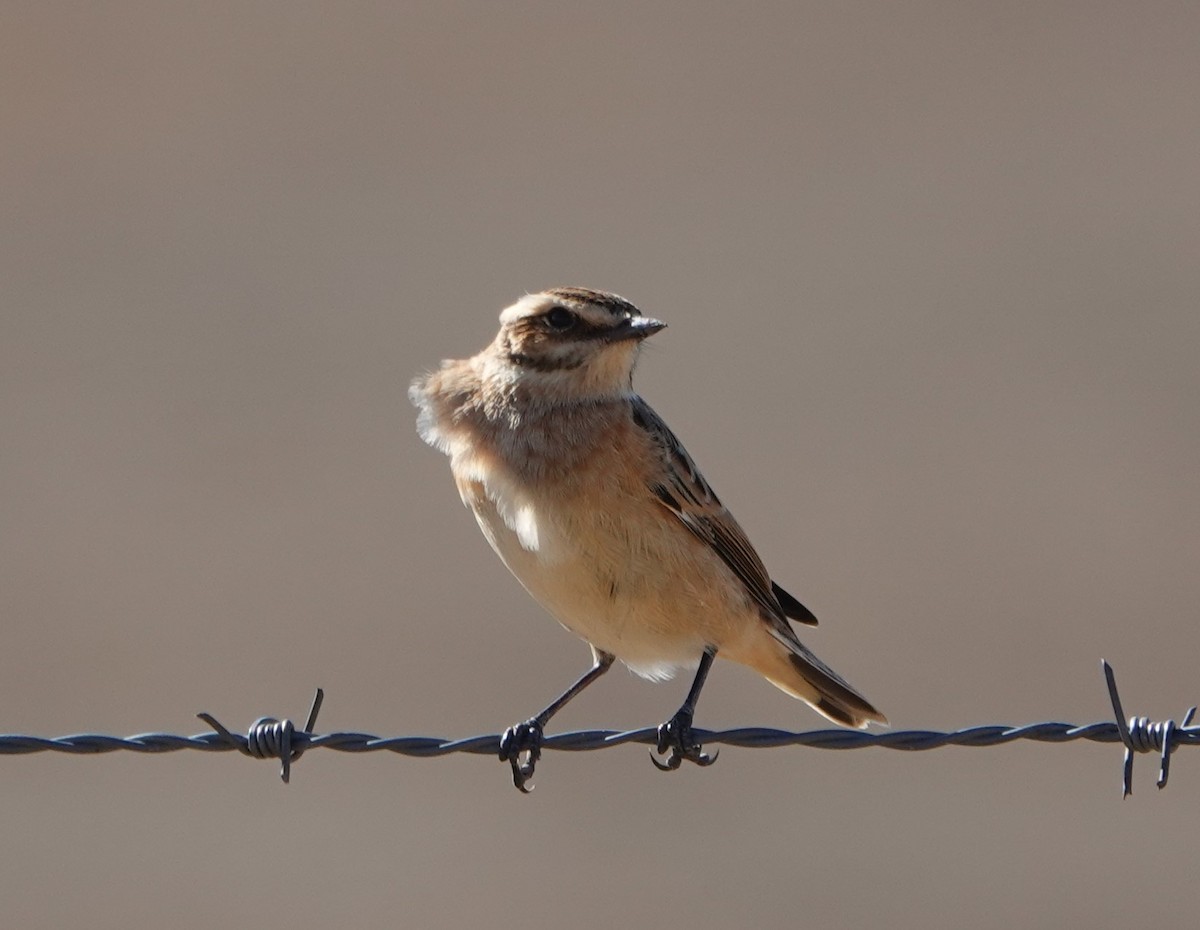 Whinchat - ML610132398