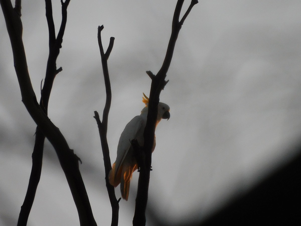 Sulphur-crested Cockatoo - ML610132456