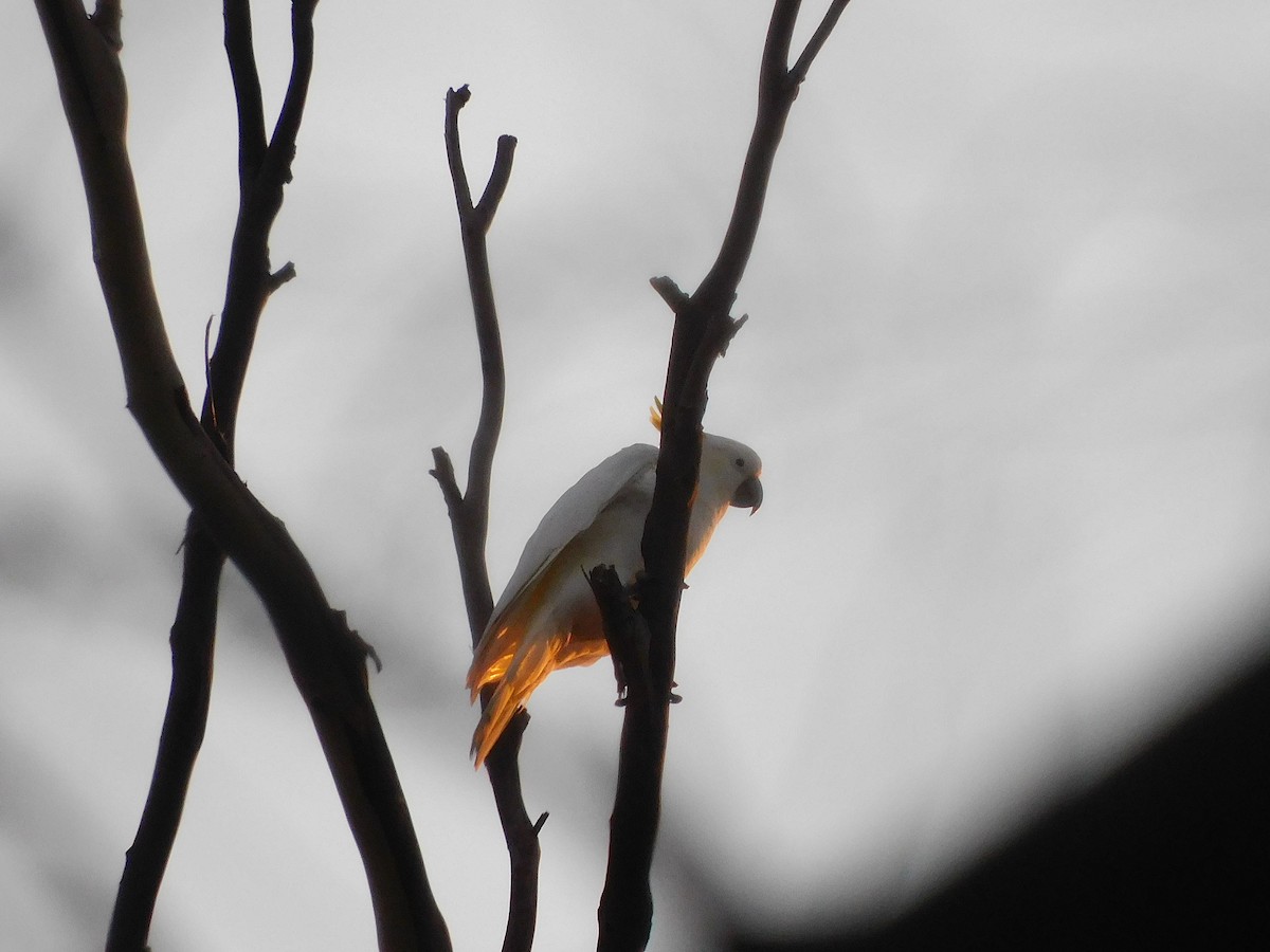 Sulphur-crested Cockatoo - ML610132487