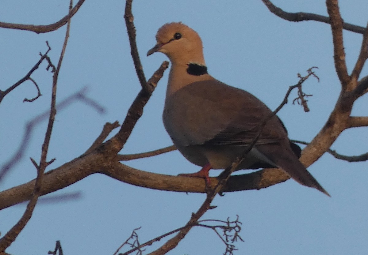 Vinaceous Dove - Evan Schumann